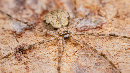 Two-Tailed Spider or Hersiliidae spider on tree trunk spider in tropical forest, Selective focus,...