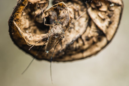 Mosquitoes hide or camouflage in dry brown leaves.