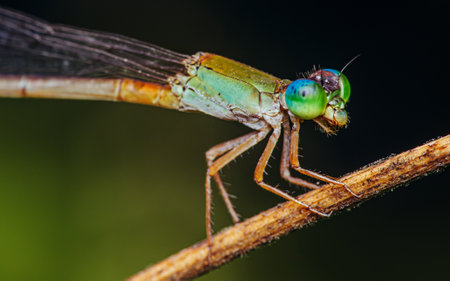 A colorfull damselfly perched on a tree branch and nature background, Selective focus, insect macro,...
