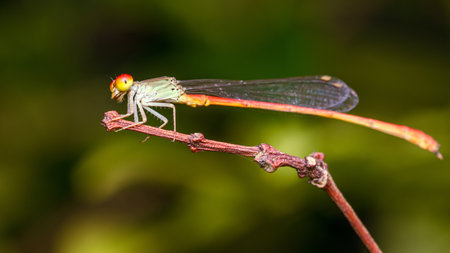 A orange damselfly perched on a tree branch and nature background, Selective focus, insect macro,...