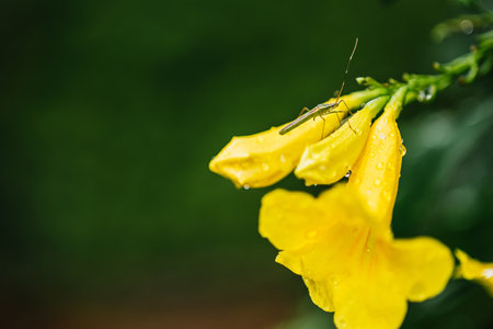 Yellow elder flower with rainy day and rain drops in morning, Also called Yellow Ttrumpetbush,Yellow...