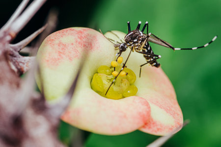 Mosquito perched on Euphorbia milii flower, Selective focus, Macro insect.