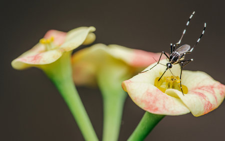 Mosquito perched on Euphorbia milii flower, Selective focus, Macro insect.の写真素材