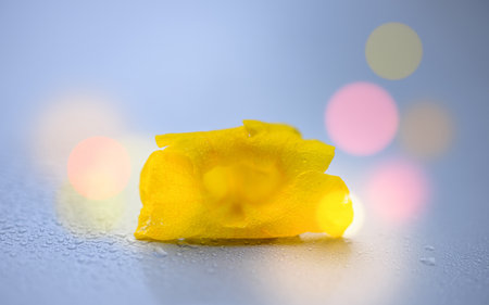 Yellow elder flower with rainy day and rain drops in morning, Also called Yellow Ttrumpetbush,Yellow bells,Ginger-thomas, Nature background, Thailand.の写真素材