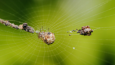 Brown Orb Weaver Spider on web and prey, Wrapping its insect prey in silk with nature background,...