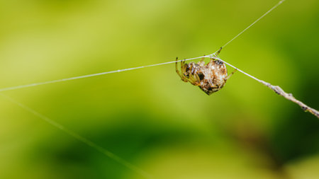 Brown Orb Weaver Spider on web and prey, Wrapping its insect prey in silk with nature background,...