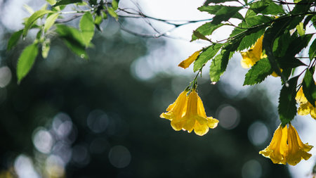 Yellow elder flower with rainy day and rain drops in morning, Also called Yellow Ttrumpetbush,Yellow bells,Ginger-thomas, Nature background, Thailand.の写真素材