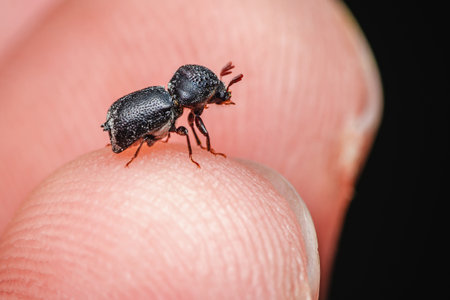 A little black beetles (Sinoxylon unidentatum, Coleoptera, Bostrichidae) on finger.