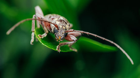 Face of a grey longhorn beetle, bug, beetle, on green leaf, Close up of insect and selective focus.