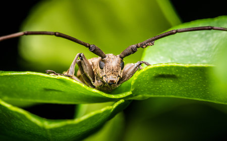 Face of a grey longhorn beetle, bug, beetle, on green leaf, Close up of insect and selective focus.の写真素材