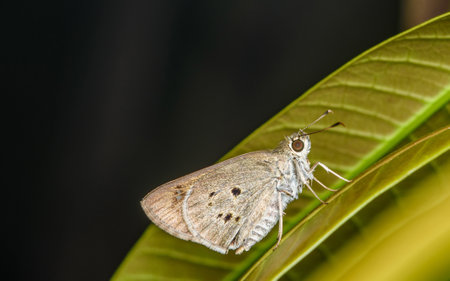 Close up a Indian Palm Bob butterfly on green leaf with black background, Selective focus.