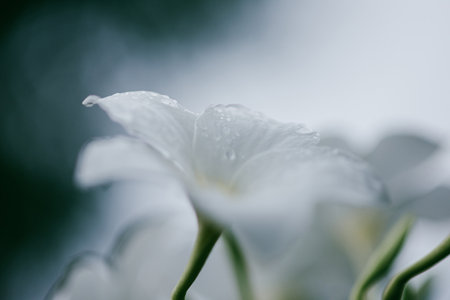 Extreme shot photo of blossom white flower with water drops in rainy season, Selective focus.の写真素材