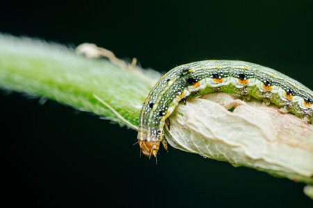 Close up of green caterpillar on the plant.