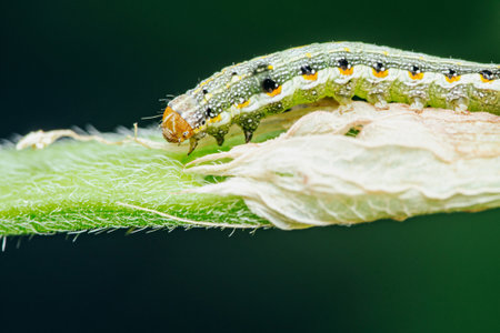 Close up of green caterpillar on the plant.