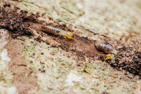 Close up of worker termites walking in nest on forest floor, Termites walking in mud tube, Small termites, Selective focus.の写真素材
