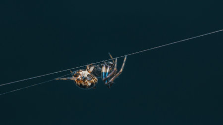 Common black house spider walking on its cobweb or spider's web with nature background, Selective focus.の写真素材