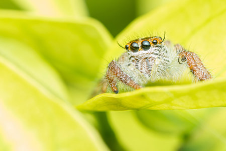 Close up a Jumping spider on green leaf, Selective focus, Macro photos