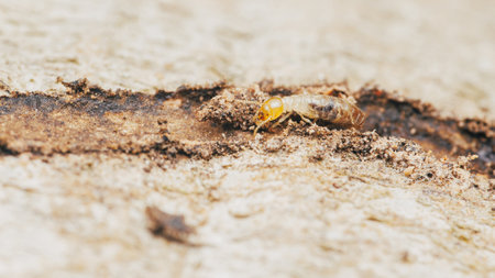 Close up of worker termites walking in nest on forest floor, Termites walking in mud tube, Small termites, Selective focus.の写真素材