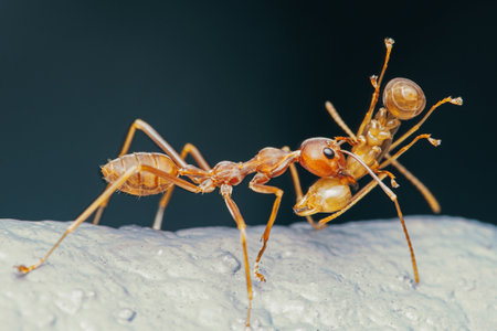 Red ant are moving red ant on the cement wall, Weaver ants macro photo, Selective focus.の写真素材