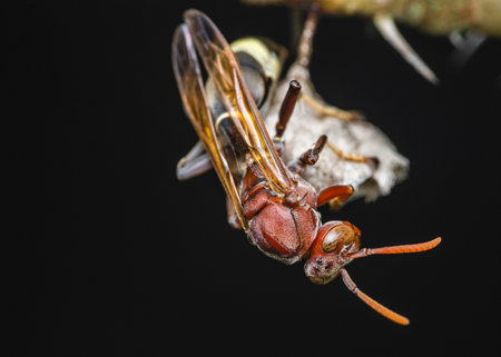 Common Paper Wasp building wasp nest on nature background, Insect macro photography, Selective focus.の写真素材