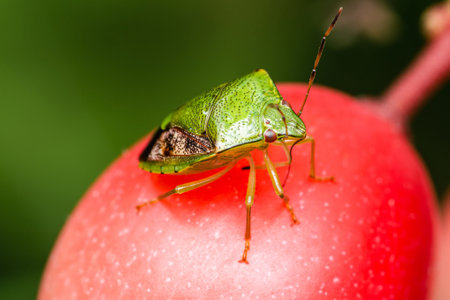 Green shield bug on red fruit in garden with nature blurred bachground.の写真素材