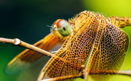 A Dragonfly perched on a tree branch and nature background, Selective focus, insect macro, Colorful insect in Thailand.の写真素材