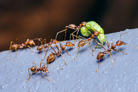 Red ants team is moving the prey, Red ants is team work, Selective focus.の写真素材