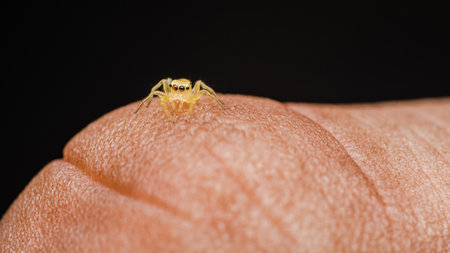 Tiny yellow jumping spider on finger of human, Macro photo of insect, Selective focus.の写真素材