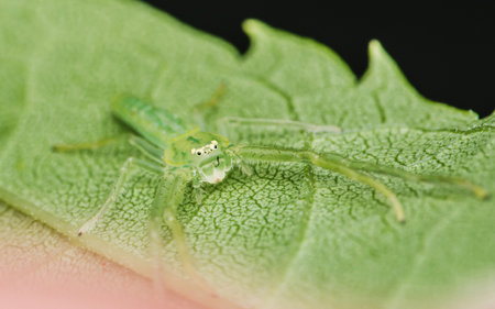 Oxytate striatipes, Grass crab spiders, Green crab spider on green leaf, Top view.の写真素材