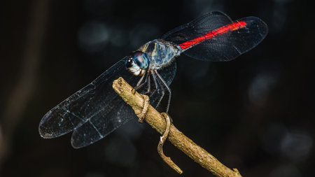 Close up of Dragonfly perched on a tree branch, dry wood and nature background, Selective focus, insect macro, Colorful insect in Thailand.の写真素材