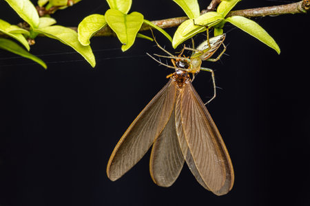 Striped Lynx Spider of the genus Oxyopes with prey,Yellow Lynx Spider, Insect macro photography,...