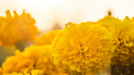 Close up of Marigold flowers in the garden, Orange flower isolated on nature background.の写真素材
