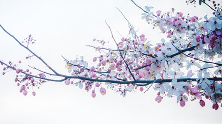 Pink flowers blooming on tree (Cassia Bakeriana Craib) and sky background.の写真素材
