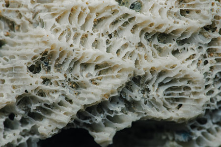 Close up Coral texture on the beach, Macro photography, Environmental concept, Thailand.の写真素材