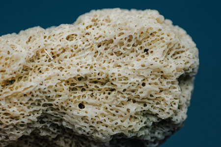 Close up Coral texture on the beach, Macro photography, Environmental concept, Thailand.