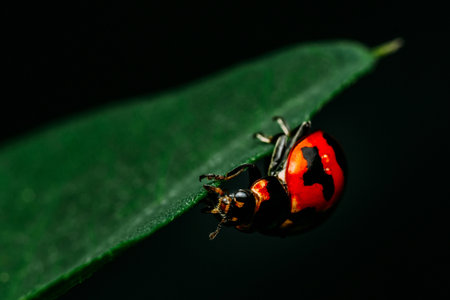 Red Ladybugs on green leaf and nature blurred background.の写真素材