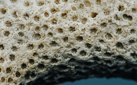 Close up Coral texture on the beach, Macro photography, Environmental concept, Thailand.の写真素材