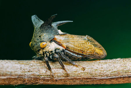 Centrotus cornutus, thorn-hopper is species of Treehoppers on tree branch.の写真素材
