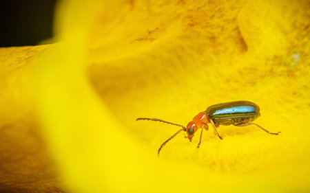 Criocerinae, Shiny Flea Beetle on flower and black backgroundの写真素材