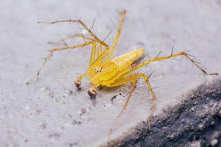 Yellow spider with white markings crawls gracefully on the floor, showcasing nature's beauty up close.の写真素材