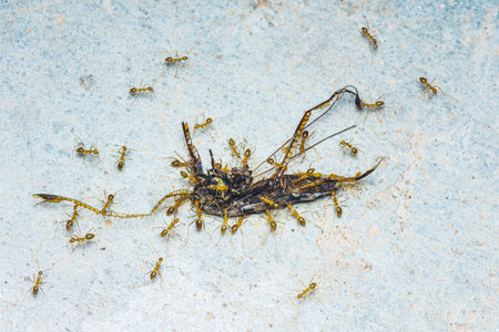 A group red ants is moving the prey, The robber fly becomes food for the red ants, Red weaver ants teamwork, Red ants is team work, Selective focus.の写真素材