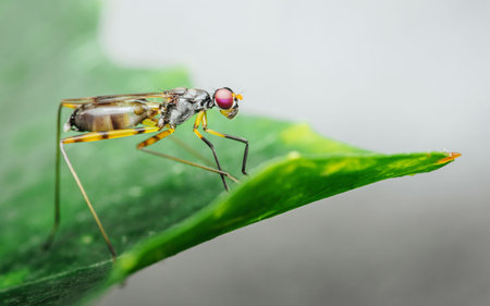 Close-up Stilt-legged fly on green leaf, Beautiful macro shot of Micropezidae.