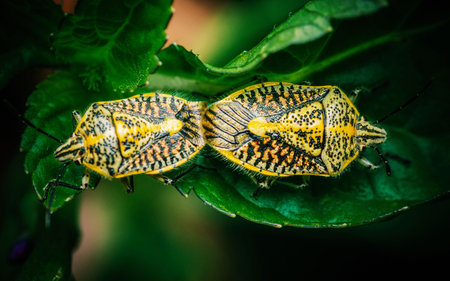 Yellow shield bugs mating on gree leaf.の写真素材