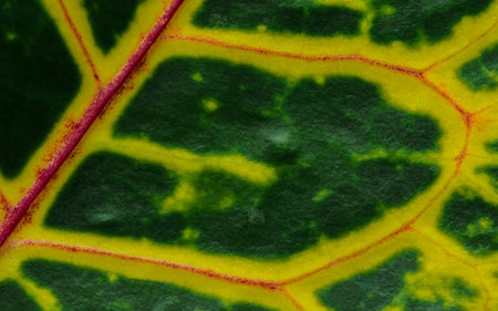 Close-up of a Croton green leaf showing yellow veins forming an abstract pattern, perfect for...