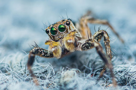 Close-up a Jumping spider standing on carpet, Macro photo of insect.