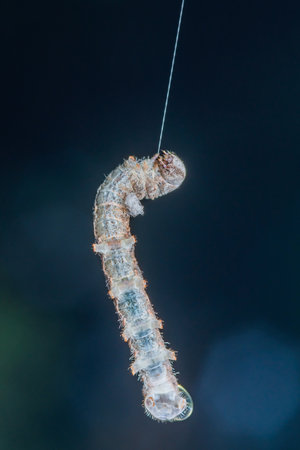 Worm caterpillar Pulling a web, Caterpillar hanging on silk thread.の写真素材