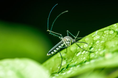 Close up a mosquito on green leaf with raindrops, Rainy season and nature blurred background, macro photos, selective focus, insect Thailand.の写真素材
