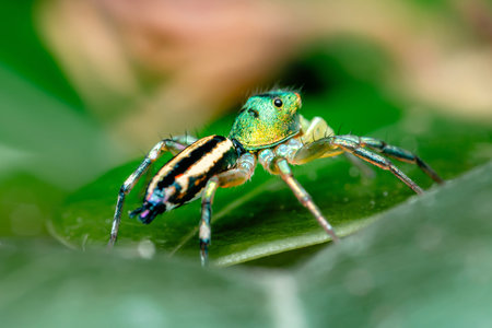 Close up a Jumping spider on green leaf, Selective focus, Macro photos.