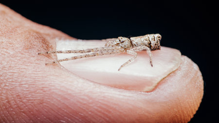 Small jumping spider is standing on a person's finger tip against a black background.の写真素材