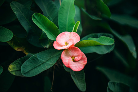 Vibrant springtime: lovely Euphorbia milii or Poi Sian flowers bloom gracefully on lush green bush, showcasing pink and red hues. Close-up shot captures intricate details, perfect for botanical projects.の写真素材